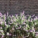 Salvia leucantha Fleur