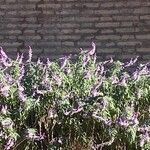 Salvia leucantha 花