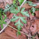 Polytaenia nuttallii Leaf