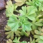 Alchemilla australis Прочее