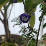 Dichorisandra penduliflora Flor