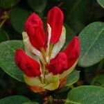 Rhododendron haematodes Квітка
