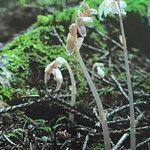 Epipogium aphyllum Habit