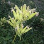 Saponaria officinalis Frukt