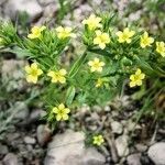 Linum strictum Blüte