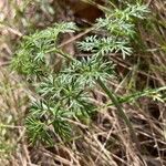 Ferula glauca Foglia