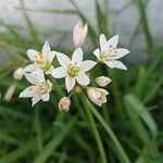 Nothoscordum gracile 花