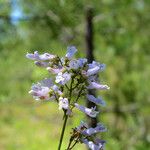 Penstemon arkansanus Elinympäristö