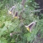 Fritillaria acmopetala Други