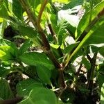 Persicaria tinctoria 樹皮