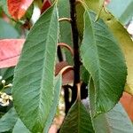 Photinia serratifolia 葉