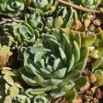 Saxifraga paniculataBlad