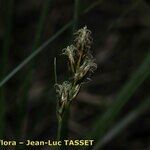 Carex praecox Kukka
