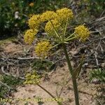 Thapsia nitida Flower