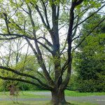 Quercus robur Libunga