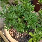 Euryops chrysanthemoides Folio