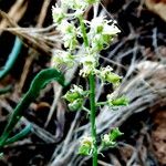 Reseda phyteuma Flower