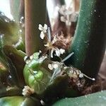 Euphorbia leuconeura Květ