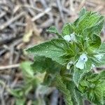 Sideritis romana Feuille