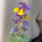 Melampyrum catalaunicum Cvet