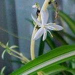 Chlorophytum comosumFloare