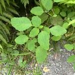 Impatiens capensis Folha