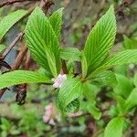 Viburnum farreri Levél