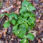 Trillium erectum برگ