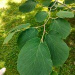 Hamamelis mollis Leaf