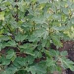 Ficus carica Облик