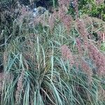 Cymbopogon nardus Hoja
