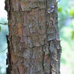 Pinus virginiana Bark