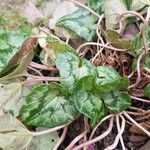 Cyclamen hederifoliumLeaf