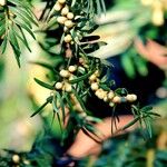 Taxus baccataFlower