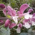 Salvia hierosolymitana Floare