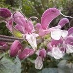 Salvia hierosolymitana Flor