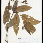 Guatteria discolor Hoja