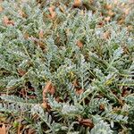 Astragalus angustifolius Hábito