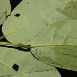 Annona amazonica Φύλλο