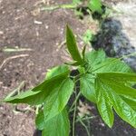 Passiflora adenopoda Leaf