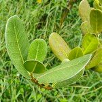 Noronhia emarginata Leaf