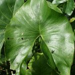 Montrichardia arborescens Leaf