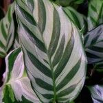 Calathea concinna برگ