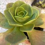Aeonium nobile 葉