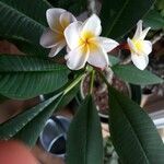 Plumeria alba Квітка