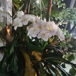 Plumeria pudica Квітка
