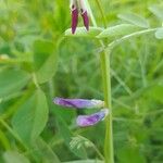 Vicia monantha फूल