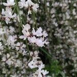Retama raetam Fleur