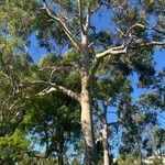 Corymbia citriodora Blad