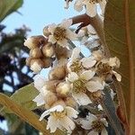 Eriobotrya japonica Flower